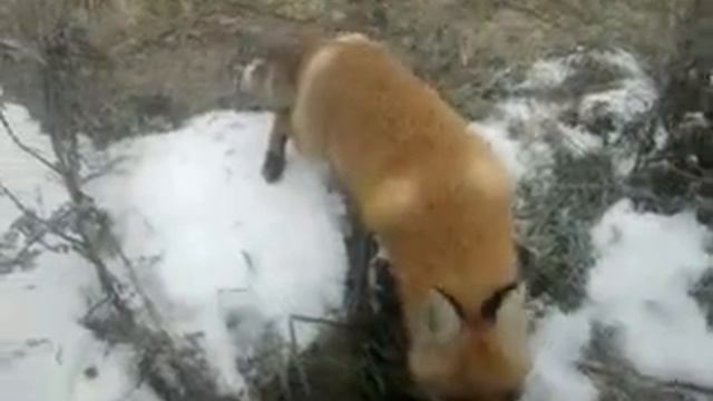 Наглый лис смотреть онлайн
