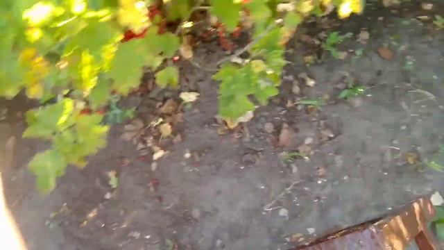 24.РУКАМ РАБОТА-ДУШЕ РАДОСТЬ!!!СОБИРАЮ СМОРОДИНУ-ВРЕМЯ ПОБЕСЕДОВАТЬ!!!ДЕНЬ ВАКЦИНАЦИИ!!! смотреть онлайн