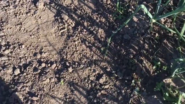 Купила новый шланг /готовлю домашние пельмени ? уборка дома /приготовила любимый суп мужа смотреть онлайн