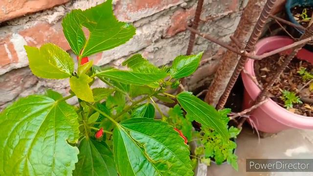 How to grow and care Chili Hibiscus flower plant best cutting tips. смотреть онлайн