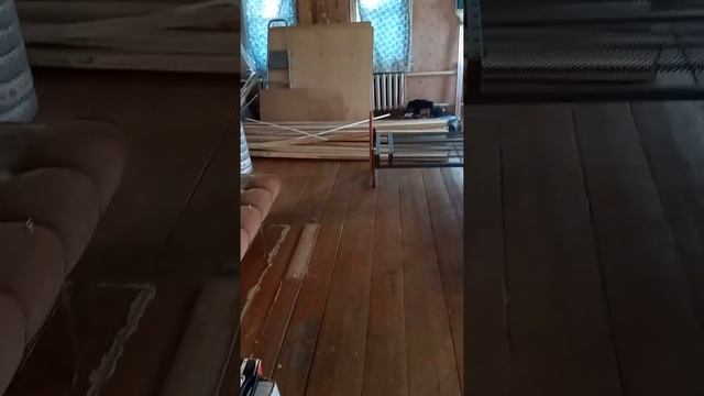 Огромный неподъемный фикус в старом доме вырос до потолка. смотреть онлайн