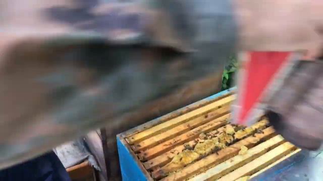 Бджільництво України 2018. Друга викачка соняшникового меду. (пчеловодство, качка меда) смотреть онлайн