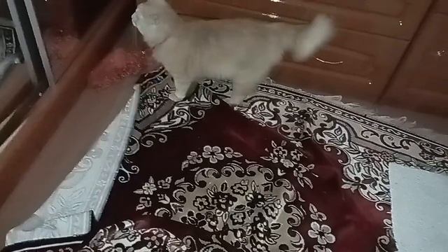 Не могу найти кота,а он... смотреть онлайн