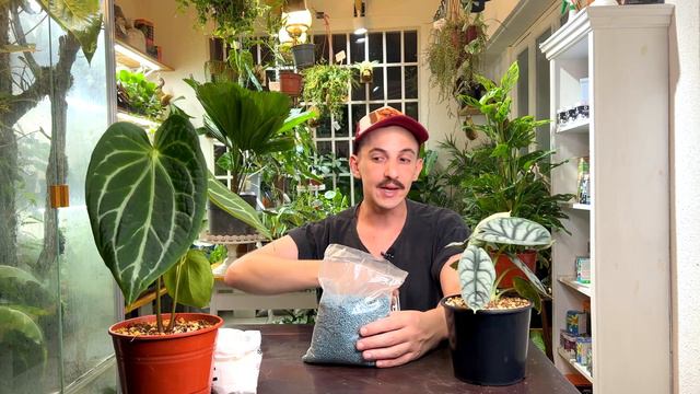 💡 Aprendé sobre fertilización en plantas de interior, y ganale al miedo con todos estos tips! 🌱 смотреть онлайн