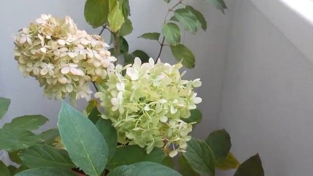 Черенкование гортензий. Черенки 14.10.2022/Cuttings of hydrangeas. Cuttings смотреть онлайн