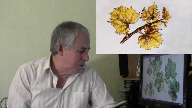 @Хлороз винограда, инфекционный хлороз. Как боротся. смотреть онлайн