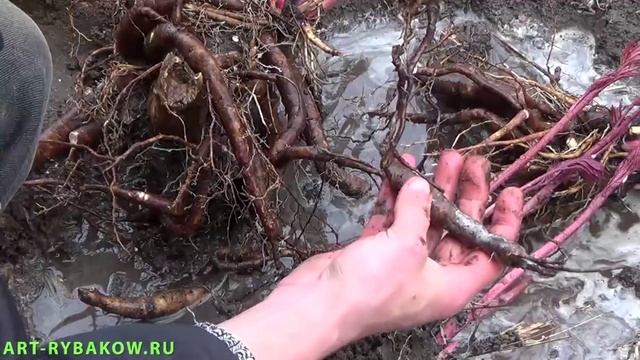 Пионы: ДЕЛЕНИЕ пионов - РАЗМНОЖЕНИЕ пионов. PEONIES