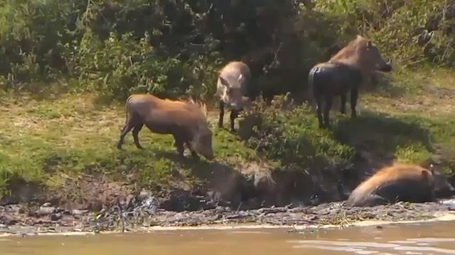 African Wild Boars At A Watering Hole / африканские кабаны