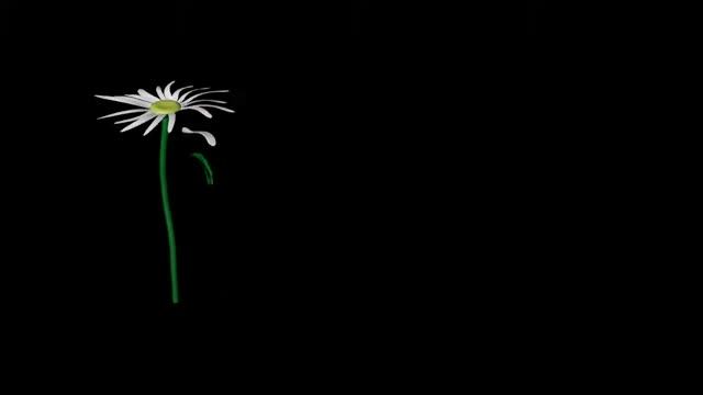 Футаж Ромашка ❀❀❀ Cinema4D ❀❀❀ смотреть онлайн