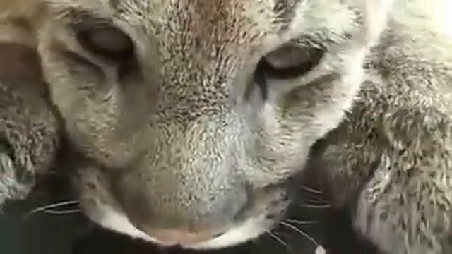 Домашняя Пума Puma