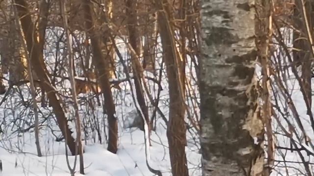 ГОРОДСКОЙ ВОЛЧАРА УПАЛ С ЛЕСТНИЦЫ И ПЕРНУЛ смотреть онлайн