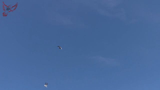 Голуби. Уже что-то... но -1! смотреть онлайн