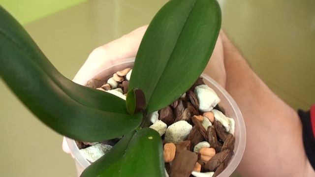 как ОРХИДЕЯ после пересадки в ПЕННОСТЕКЛО с Серамисом смотреть онлайн