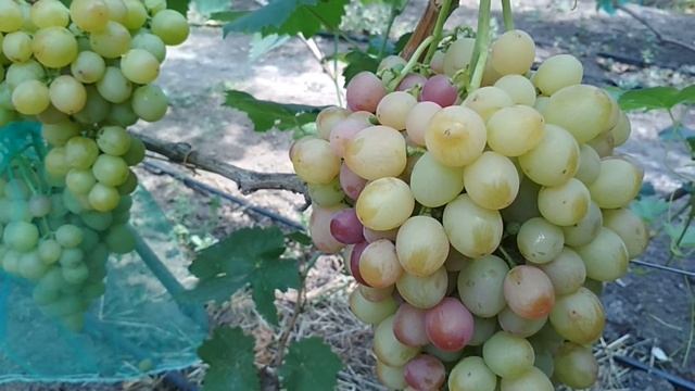 Виноград-Ливия , Лия и Леди Патриция . смотреть онлайн