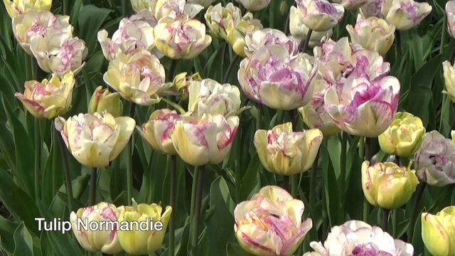 Tulip Normandie - Tulip Bulbs from Holland смотреть онлайн