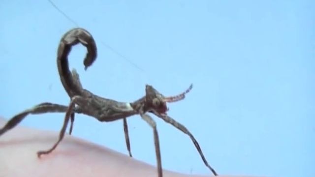 Stick Insect смотреть онлайн