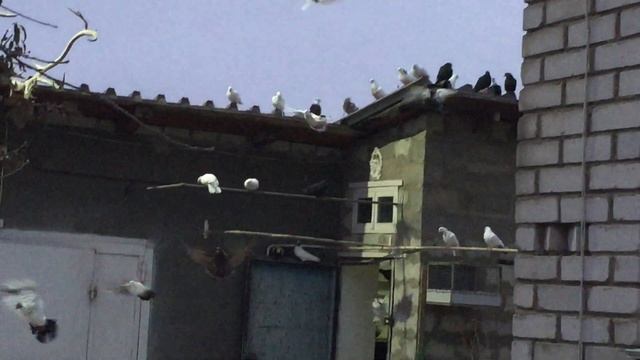 #Pigeon.Причины эоболевания голубей. смотреть онлайн