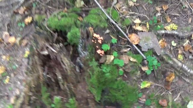 По грибы 26 августа 2017г/ 1 часть смотреть онлайн