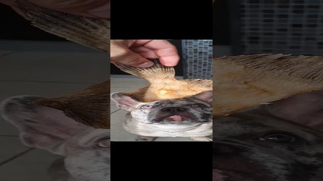 ПЁС СИЛЬВЕР