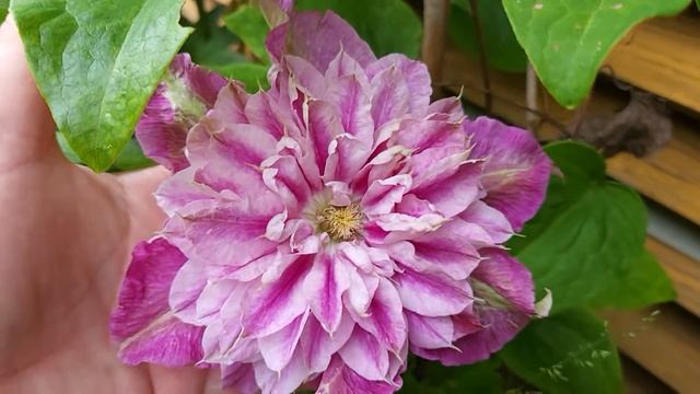 Clematis 