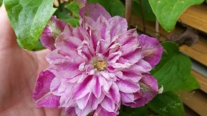 Clematis «My darling»