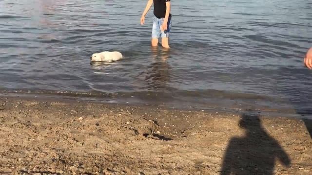 Лабрадор Бэтти учится плавать | Почему именно лабрадор!? Ответ на злой комментарий. смотреть онлайн