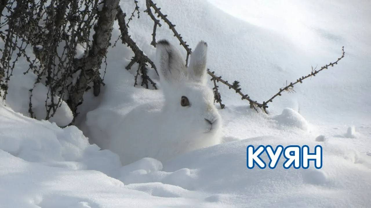 Куян / Заяц / Балалар өчен видео / Видео для детей / Дикие животные