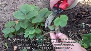 Когда обрезать усы у клубники