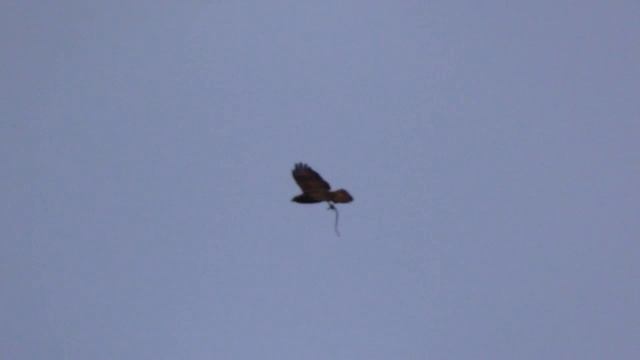 2017_06_12_ПЛАСТУНКА_СОЧИ_ЛЕТАЮЩАЯ ЗМЕЯ.mp4 смотреть онлайн