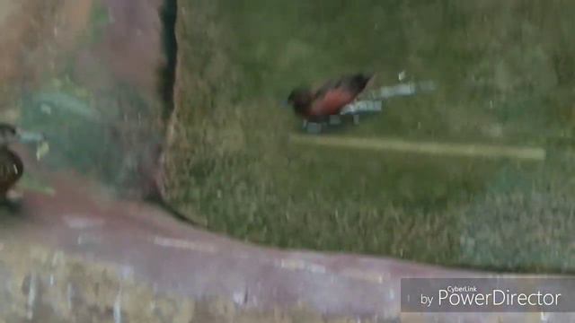 Зоопарк 31.05.18 смотреть онлайн