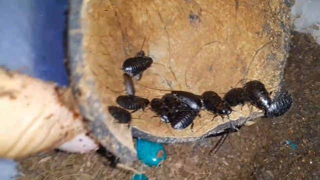 Мадагаскарский таракан. Содержание и разведение Мадагаскарских тараканов. смотреть онлайн