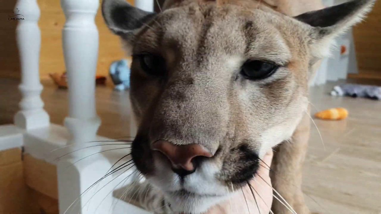 Счастливый Месси! Пума Месси и его 