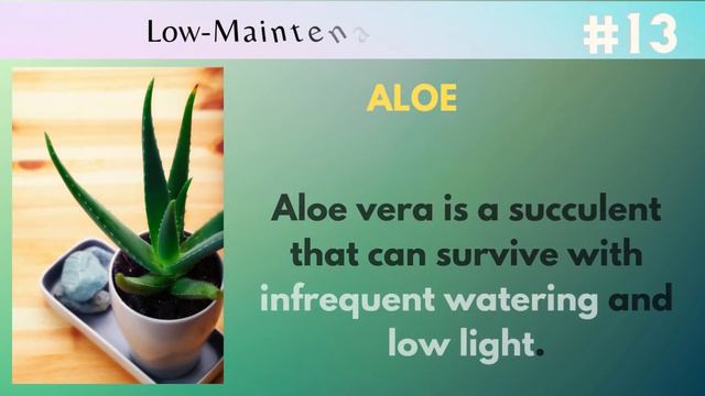 26 Best Low-Maintenance Office Plants | Indoor Plants Low Light | Plants For The Office смотреть онлайн