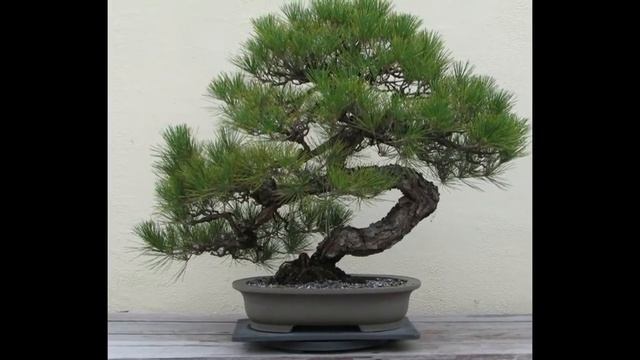 Larix decidua var. polonica - Polish larch смотреть онлайн