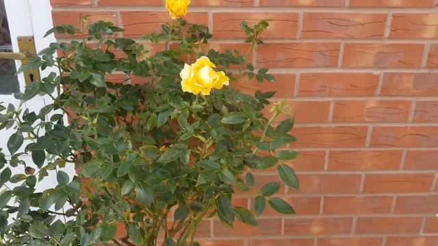 212. РОЗЫ В МОЕМ САДУ. ЗАХОДИТЕ!