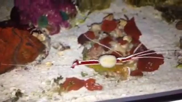 Lysmate amboinensis eating Stomatella Sp смотреть онлайн