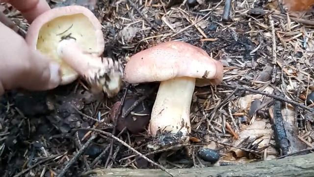 Rycerzyk czerwonozłoty (Tricholomopsis rutilans) смотреть онлайн
