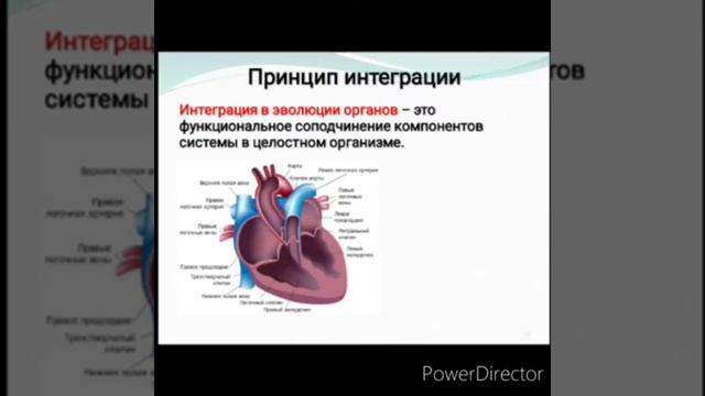 Онто филогенез системы органов человека смотреть онлайн