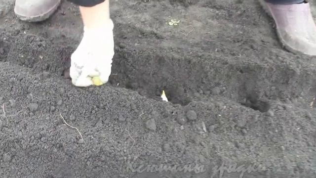 РОКАМБОЛЬ весенняя посадка