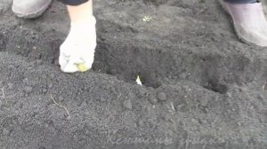 РОКАМБОЛЬ весенняя посадка