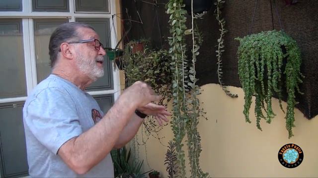 Minhas Suculentas Pendentes - 1 Ano do Canal!!!! смотреть онлайн