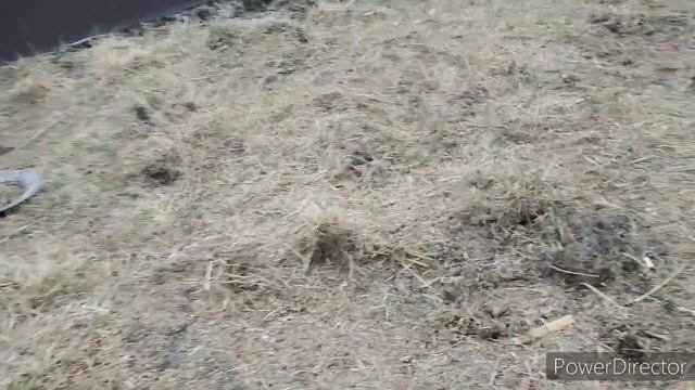 пополнение перед Пасхой. щенки тибетского мастифа и козлик ламанча. смотреть онлайн