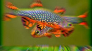 МИКРОРАСБОРА ГАЛАКТИКА. УХОД , СОДЕРЖАНИЕ И КОРМЛЕНИЕ