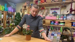 Комнатное растение Нематантус или растение Золотая рыбка - как поселить дома эту красоту без хлопот