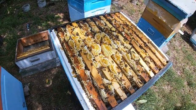 Горячая пора на пасеке: откачиваем свежий мёд. смотреть онлайн