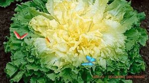 Эндивий весенний Весенний (vesenniy) ? эндивий Весенний обзор: как сажать семена эндивия Весенний