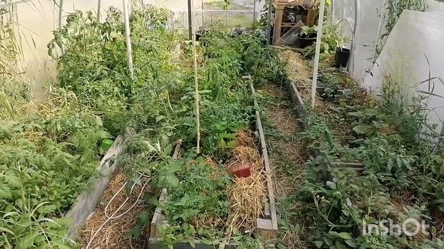 Руанские утята родились. Новый брудер ещё. смотреть онлайн