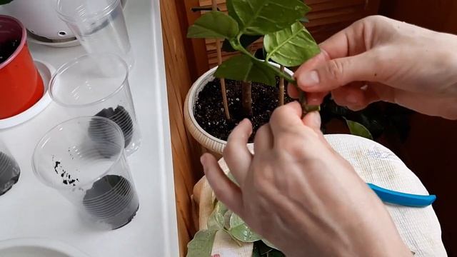 Черенкование цитрусовых смотреть онлайн