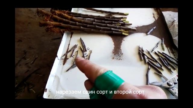 двойная прививка яблони в приклад дерево-сад смотреть онлайн