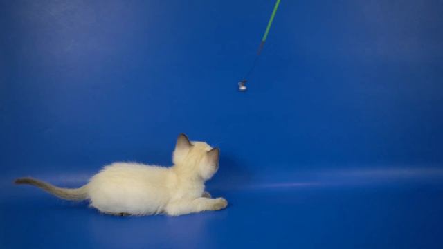 Тайский мальчик Uno Gamlet, 1,5 месяца, окрас сил-пойнт, https://www.thaigamlet.ru/kotyata/ смотреть онлайн